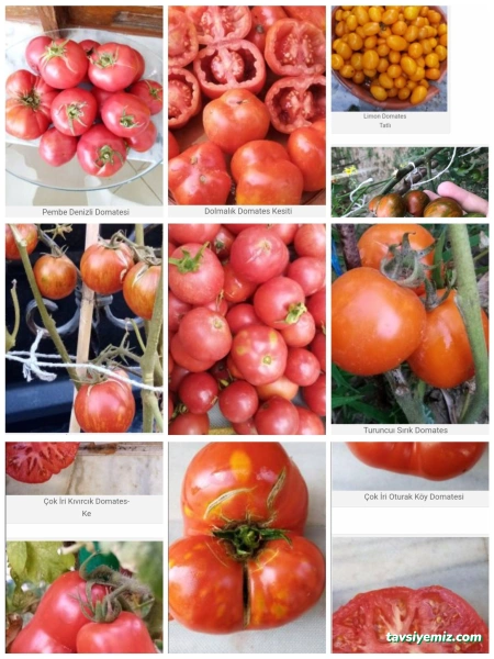 Zaimoğlu Gıda Tar.ürün.san.tic.ltd.şti.