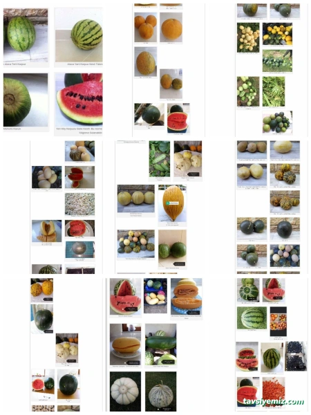Zaimoğlu Gıda Tar.ürün.san.tic.ltd.şti.