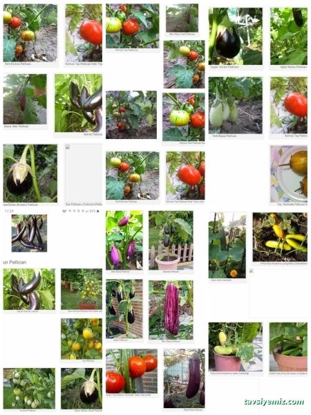 Zaimoğlu Gıda Tar.ürün.san.tic.ltd.şti.