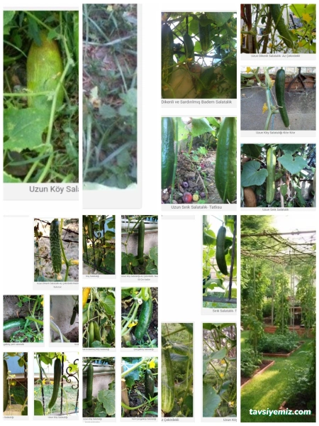 Zaimoğlu Gıda Tar.ürün.san.tic.ltd.şti.