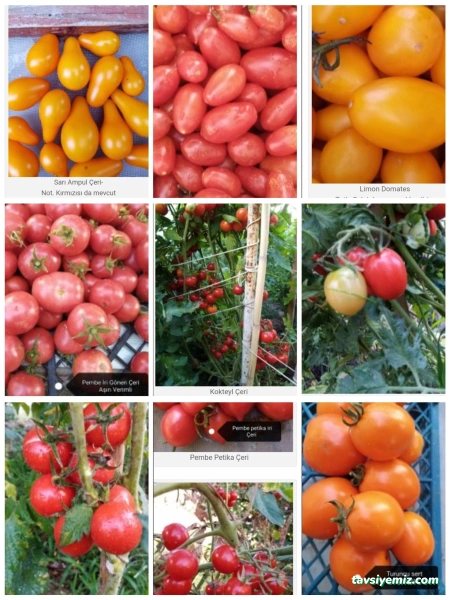 Zaimoğlu Gıda Tar.ürün.san.tic.ltd.şti.