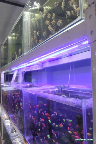 Zet Akvaryum