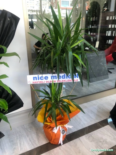 Zeyno Masalı Çiçek Evi