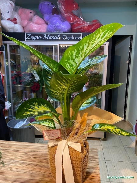 Zeyno Masalı Çiçek Evi