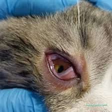 Zonguldak Candan Veteriner Kliniği