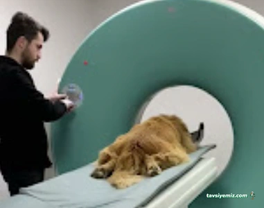 Zonguldak Veteriner Kliniği