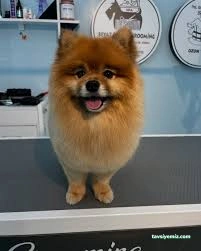 Zuzu Pet Kuaför - Diyarbakır Pet Kuaför