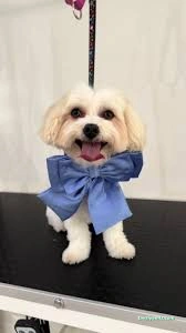 Zuzu Pet Kuaför - Diyarbakır Pet Kuaför