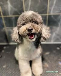 Zuzu Pet Kuaför - Diyarbakır Pet Kuaför