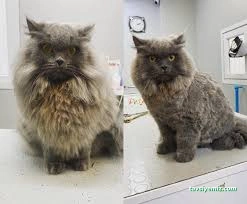 Zuzu Pet Kuaför - Diyarbakır Pet Kuaför