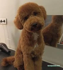 Zuzu Pet Kuaför - Diyarbakır Pet Kuaför